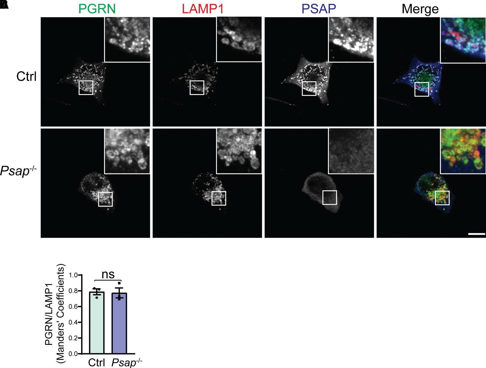 Detection of Mouse Progranulin/PGRN by Immunocytochemistry/ Immunofluorescence