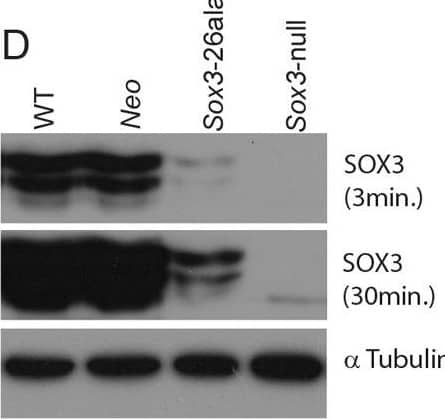 Detection of SOX3 by Western Blot