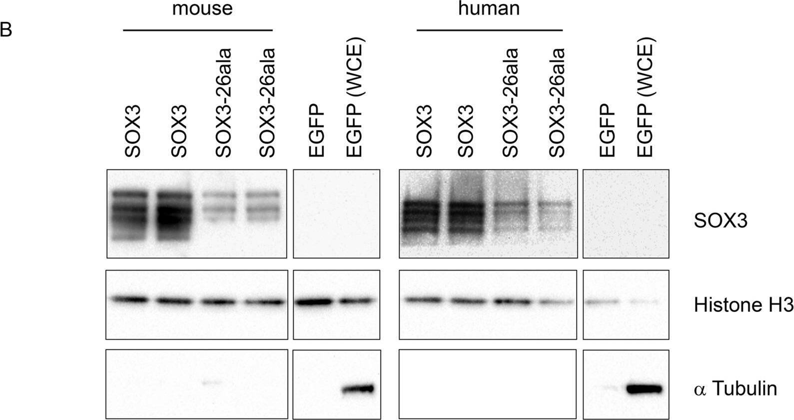 Detection of SOX3 by Western Blot