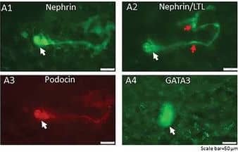 Detection of Mouse GATA-3 by Immunohistochemistry