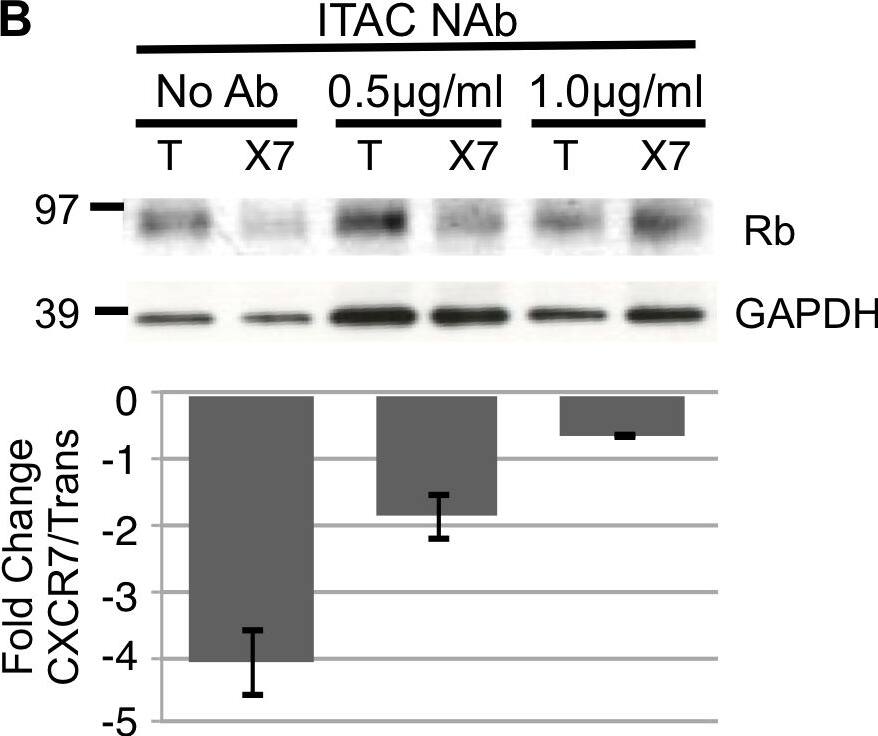 Detection of Human CXCL11/I-TAC by Block/Neutralize