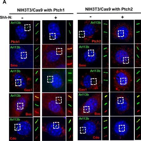 Detection of Gas1 by Immunocytochemistry/ Immunofluorescence