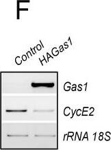 Detection of Mouse Gas1 by Western Blot