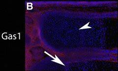 Detection of Mouse Gas1 by Immunocytochemistry/Immunofluorescence