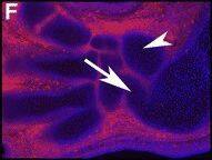 Detection of Mouse Gas1 by Immunocytochemistry/Immunofluorescence