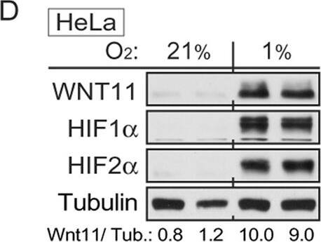 Detection of Human Wnt-11 by Western Blot