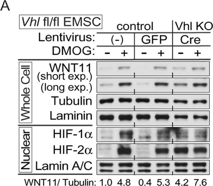 Detection of Mouse Wnt-11 by Western Blot