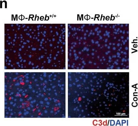 Detection of Mouse Mouse/Rat Complement Component C3d Antibody by Immunohistochemistry