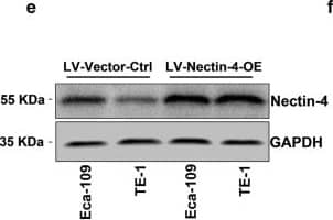 Detection of Human Nectin-4/PVRL4 by Western Blot