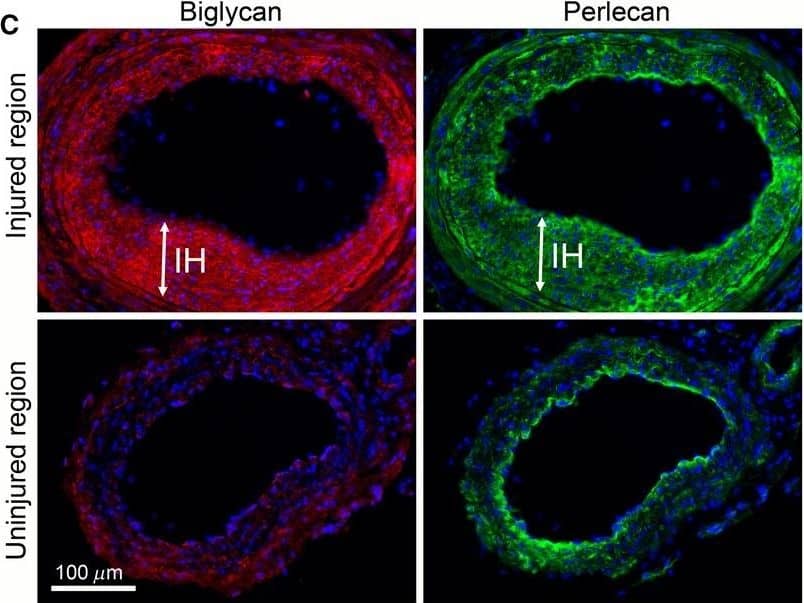 Detection of Mouse Biglycan by Immunocytochemistry/Immunofluorescence