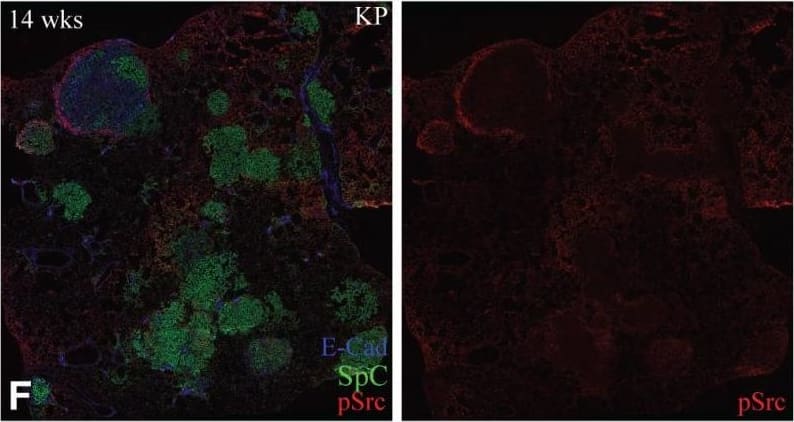 Detection of Mouse Src by Immunohistochemistry