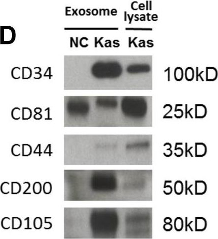 Detection of CD200 by Western Blot