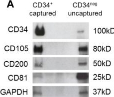 Detection of CD200 by Western Blot