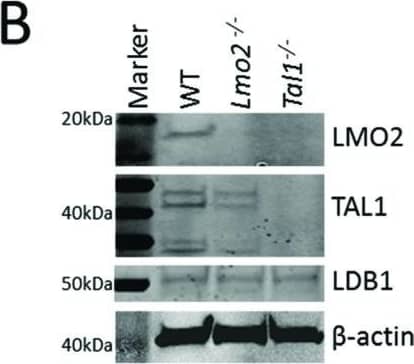 Detection of Mouse LMO2 by Western Blot