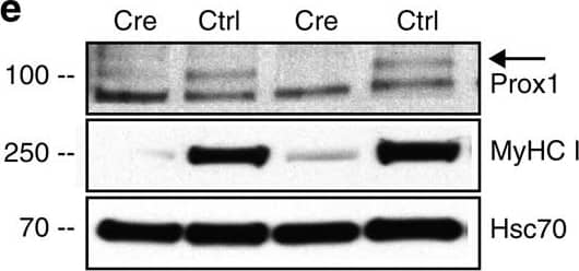 Detection of Mouse Prox1 by Western Blot
