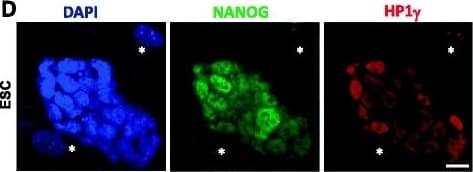 Detection of Mouse Nanog by Immunocytochemistry/Immunofluorescence