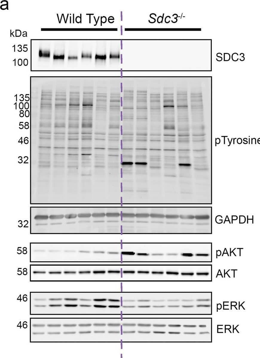 Detection of Syndecan-3 by Western Blot