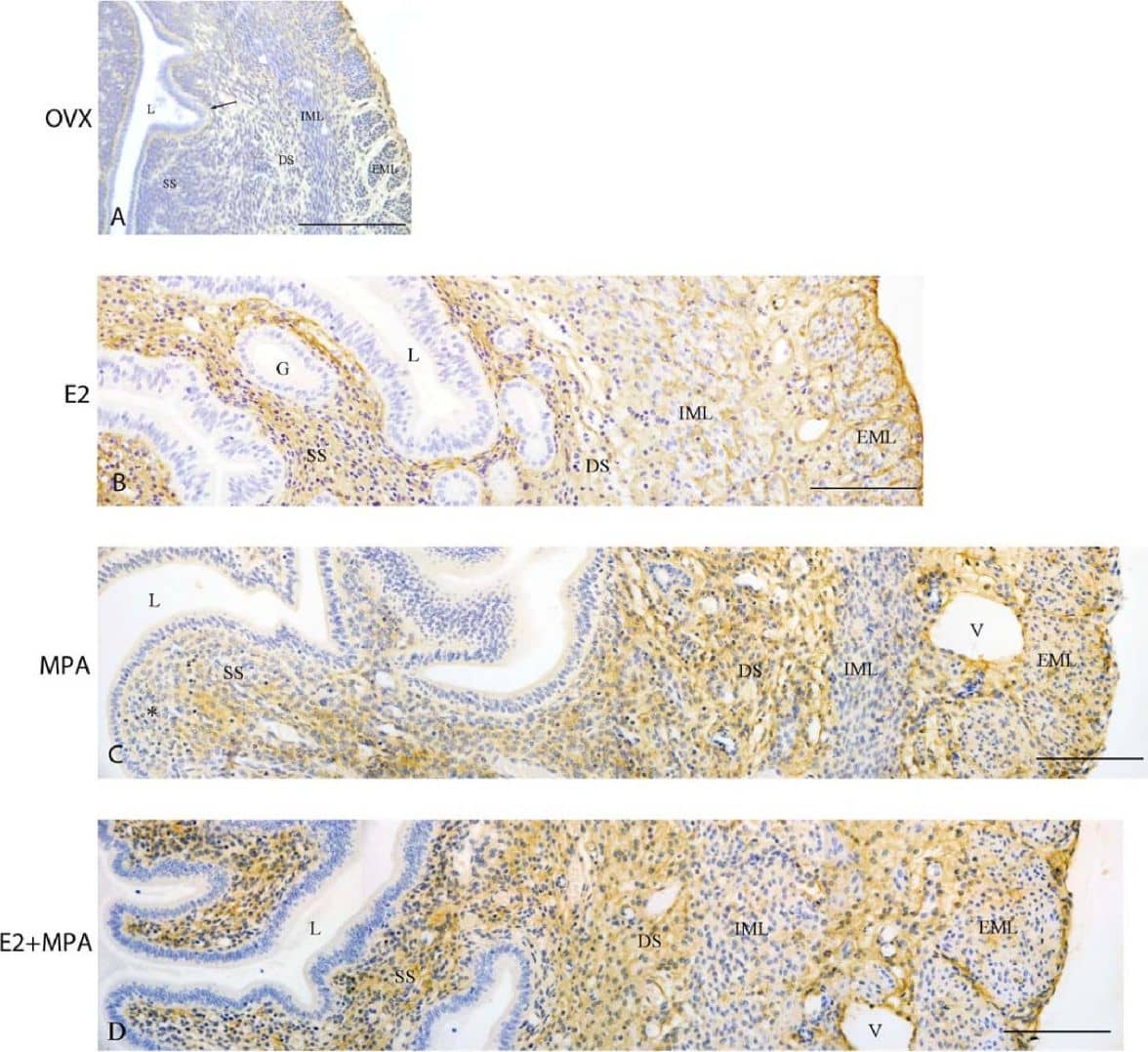 Detection of Mouse Lumican by Immunohistochemistry