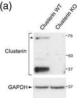 Detection of Mouse Clusterin/APOJ by Western Blot