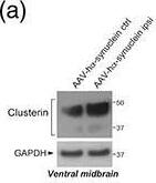 Detection of Mouse Clusterin/APOJ by Western Blot