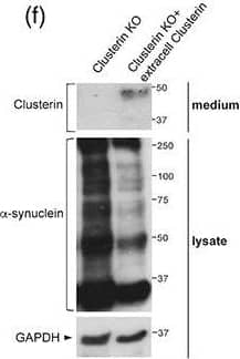Detection of Mouse Clusterin/APOJ by Western Blot