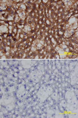 Clusterin antibody in Mouse Liver by Immunohistochemistry (IHC-Fr).