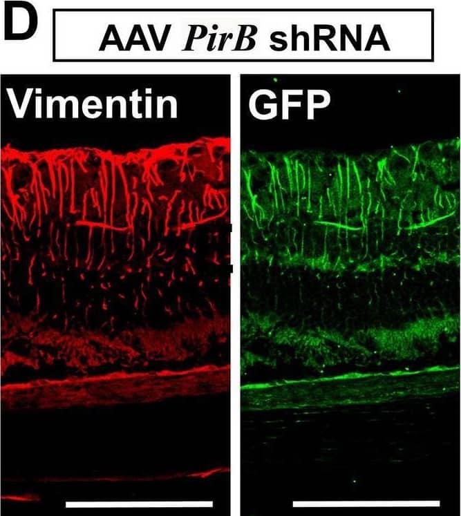 Detection of PIR-B by Immunohistochemistry