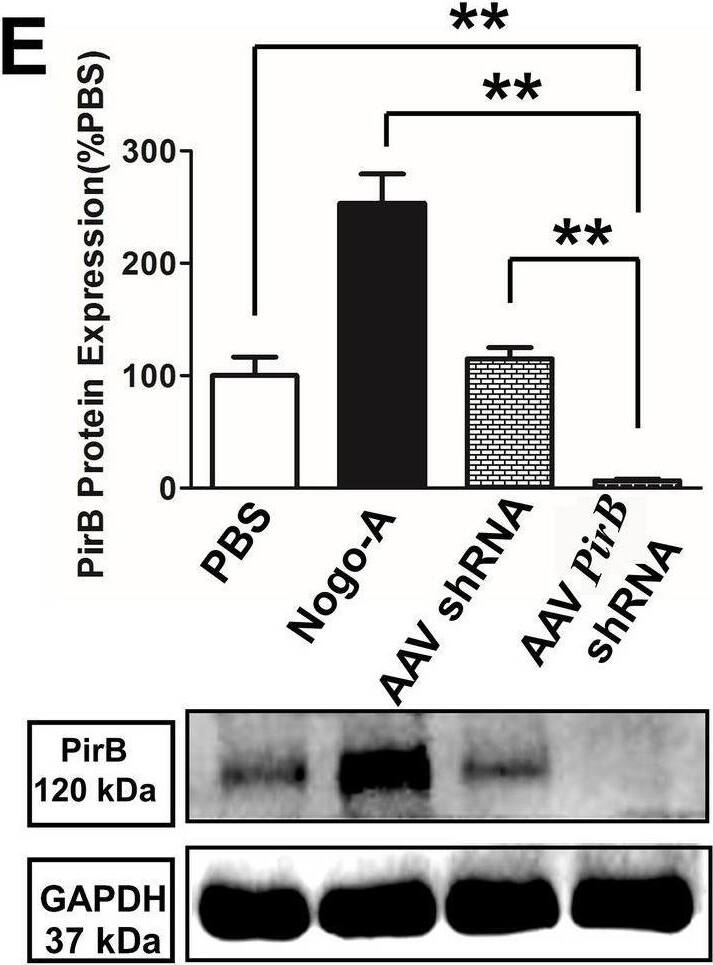 Detection of PIR-B by Western Blot