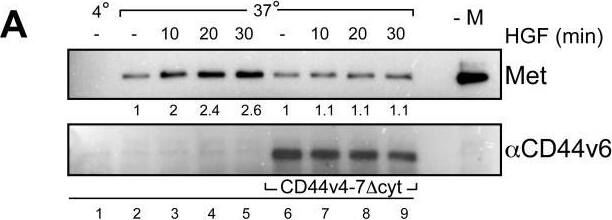 Detection of HGFR/c-MET by Western Blot