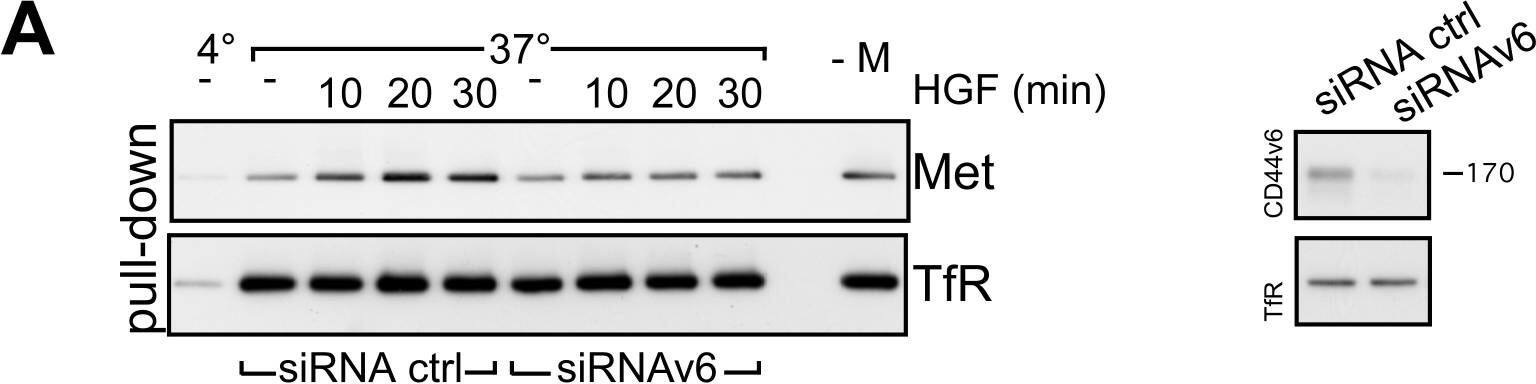 Detection of HGFR/c-MET by Western Blot