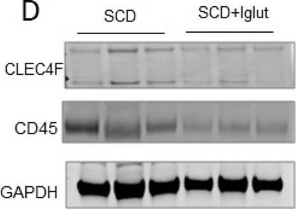 Detection of Mouse CLEC4F/CLECSF13 by Western Blot