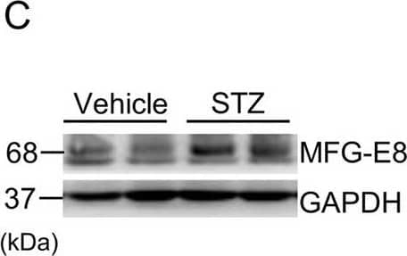 Detection of Human MFG-E8 by Western Blot