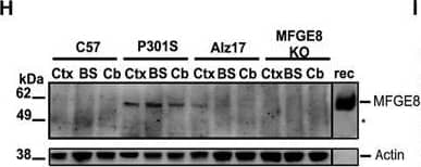 Detection of Human MFG-E8 by Western Blot