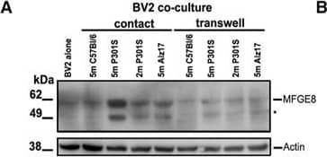 Detection of Human MFG-E8 by Western Blot