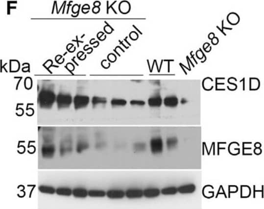Detection of Mouse MFG-E8 by Western Blot