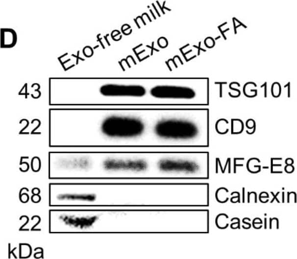 Detection of Mouse MFG-E8 by Western Blot