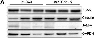 Detection of ESAM by Western Blot