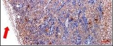 Detection of Human Stanniocalcin 2/STC-2 by Immunohistochemistry