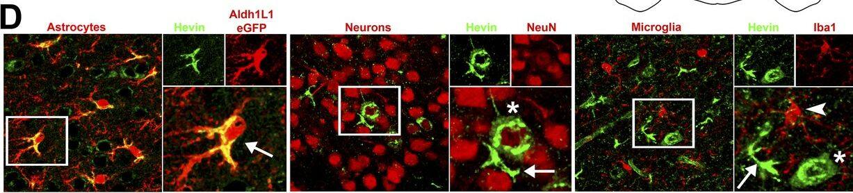 Detection of Mouse SPARC-like 1/SPARCL1 by Immunocytochemistry/Immunofluorescence