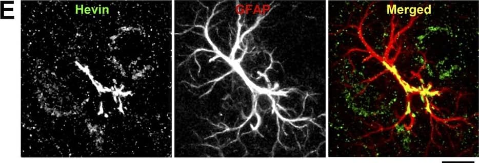 Detection of Mouse SPARC-like 1/SPARCL1 by Immunocytochemistry/Immunofluorescence