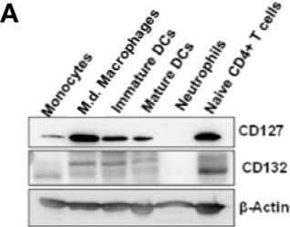 Detection of Common gamma Chain/IL-2 R gamma by Western Blot