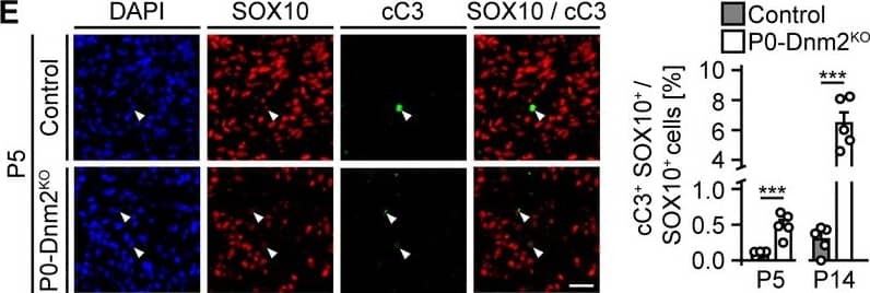 Detection of Mouse SOX10 by Immunocytochemistry/ Immunofluorescence
