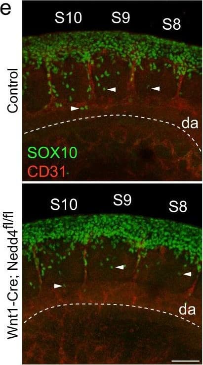 Detection of Mouse SOX10 by Immunohistochemistry