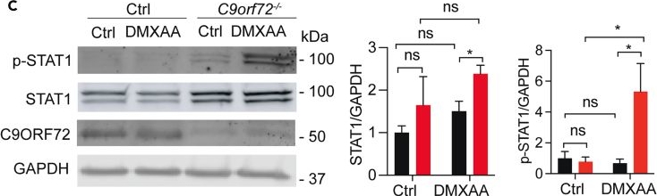 Detection of Phospho-STAT1 (Y701) by Western Blot