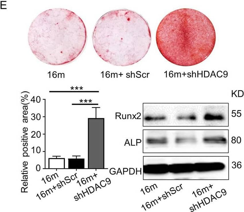 Detection of Alkaline Phosphatase/ALPL by Western Blot
