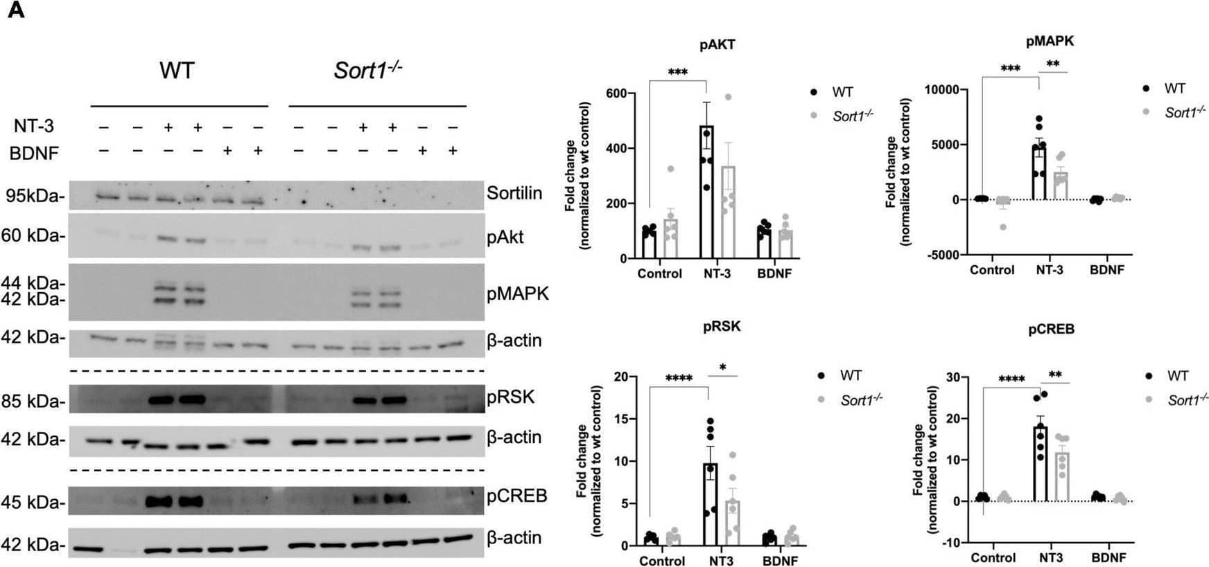 Detection of Mouse Sortilin by Western Blot