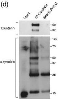 Detection of Human Clusterin/APOJ by Western Blot