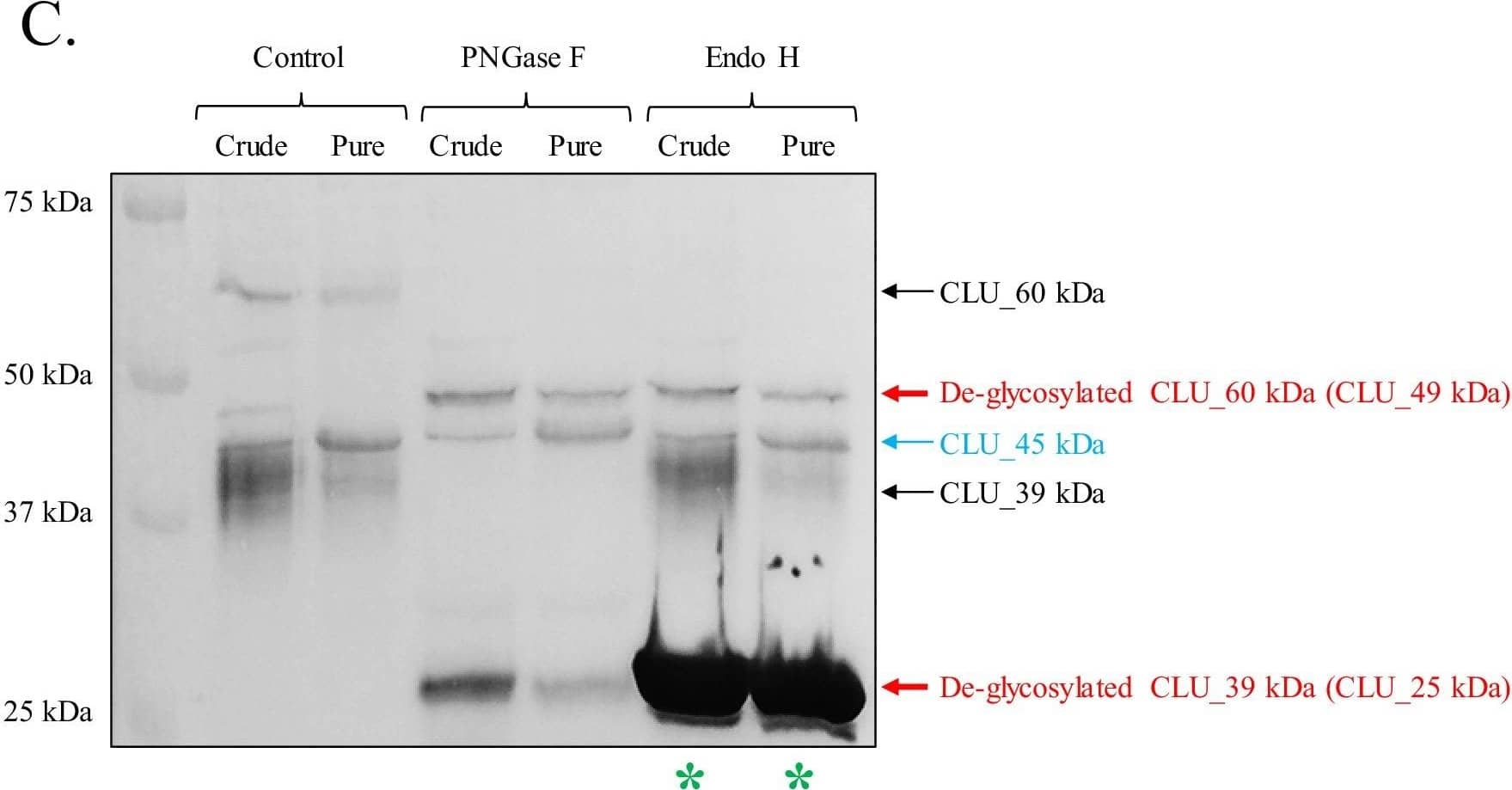 Detection of Rat Clusterin/APOJ by Western Blot