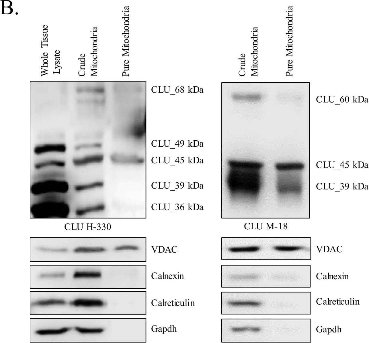 Detection of Rat Clusterin/APOJ by Western Blot