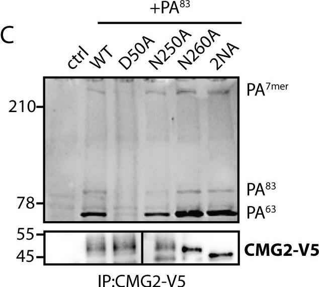 Detection of Human CMG-2/ANTXR2 by Immunoprecipitation